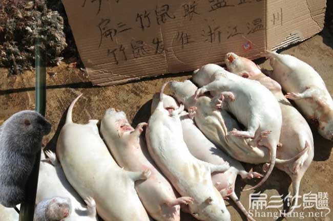 春節吃竹鼠