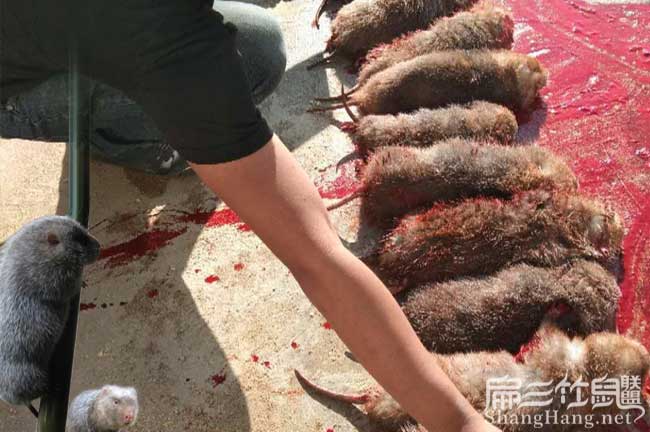 竹鼠現殺價(jià)格