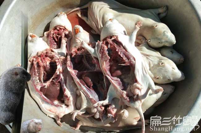 2024竹鼠批發(fā)