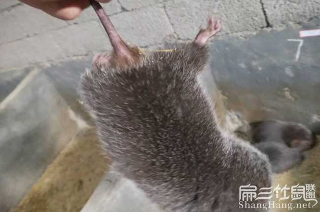 過(guò)年吃竹鼠