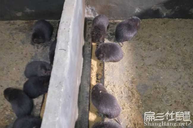 田陽(yáng)竹鼠種苗轉讓
