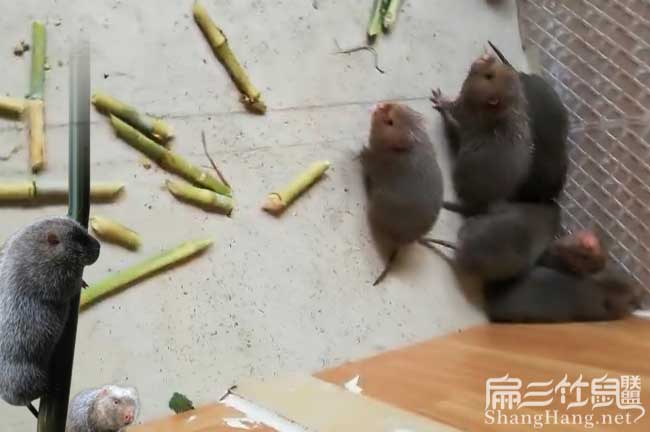 山西竹鼠養殖