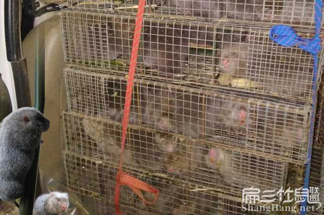 竹鼠全場(chǎng)轉讓