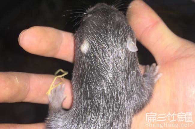 關(guān)注臺灣竹鼠種苗養殖基地 2024澳門(mén)香港竹鼠種苗出口100對