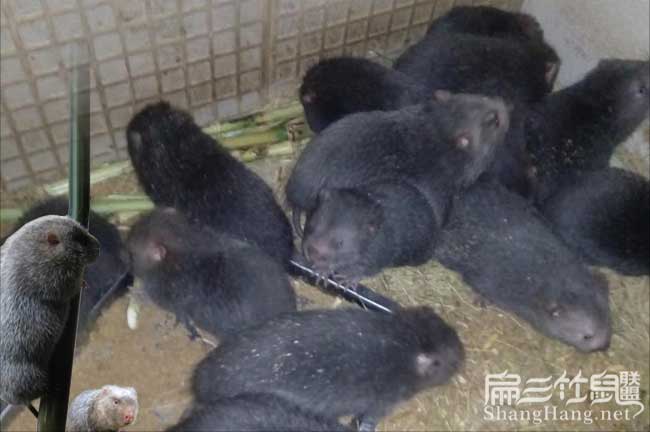 廣西竹鼠養殖技術(shù)培訓