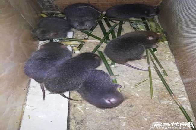 恭城竹鼠養殖