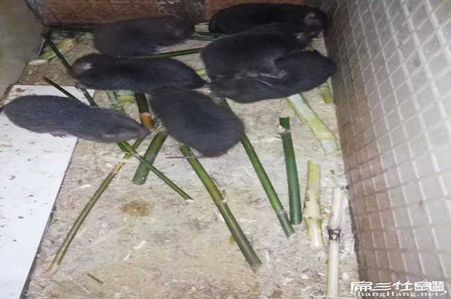 在農村洛江養殖竹鼠一 在農村洛江養殖竹鼠一