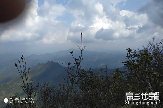 比利時(shí)、那龍花兔竹鼠種