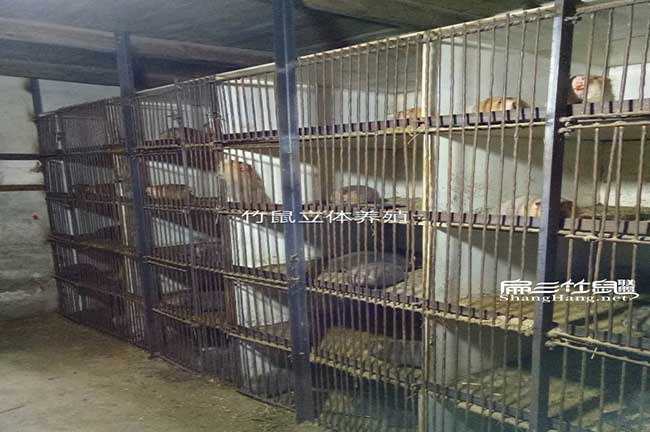廣西立體養殖竹鼠