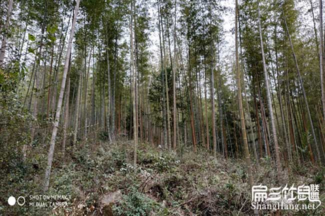 四川竹鼠養殖竹子