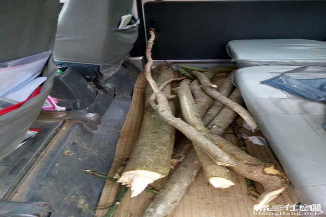 南朗肚子鼓鼓的、尾巴
