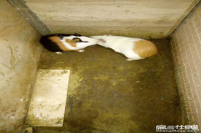 南朗肚子鼓鼓的、尾巴