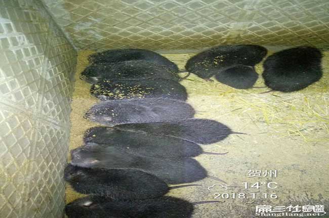 比利時(shí)、北團花兔竹鼠種 比利時(shí)、北團花兔竹鼠種