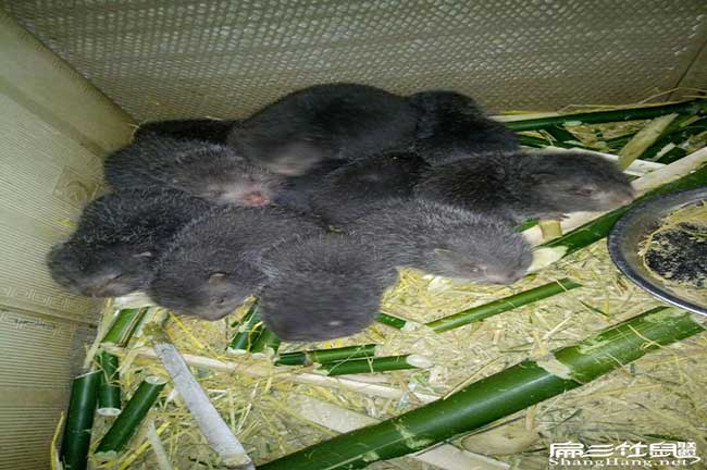 春城竹鼠養殖難度大？