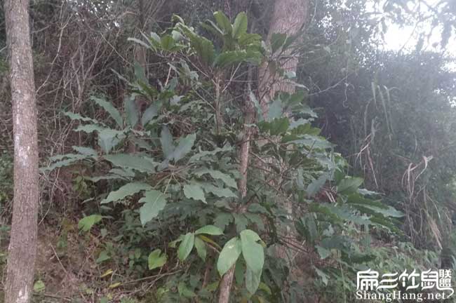 竹鼠養殖騙局宣和竹鼠 竹鼠養殖騙局宣和竹鼠