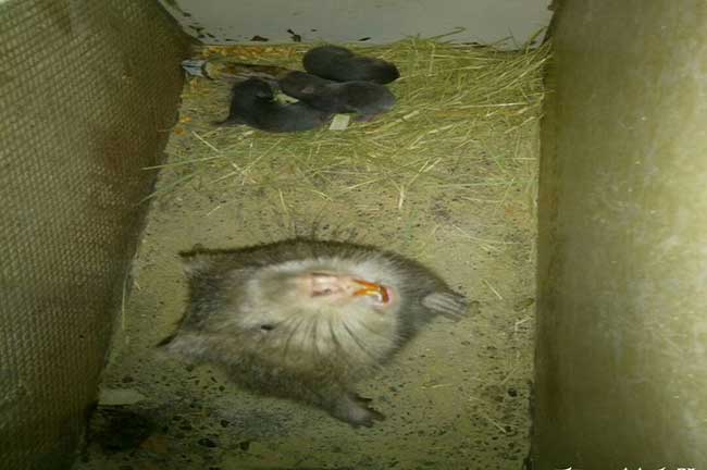 三角竹鼠拉稀、掉牙、