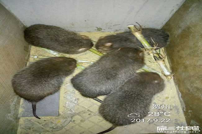 太平鎮竹鼠拉稀、掉牙