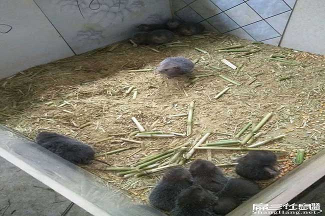 比利時(shí)、所城鎮花兔竹鼠