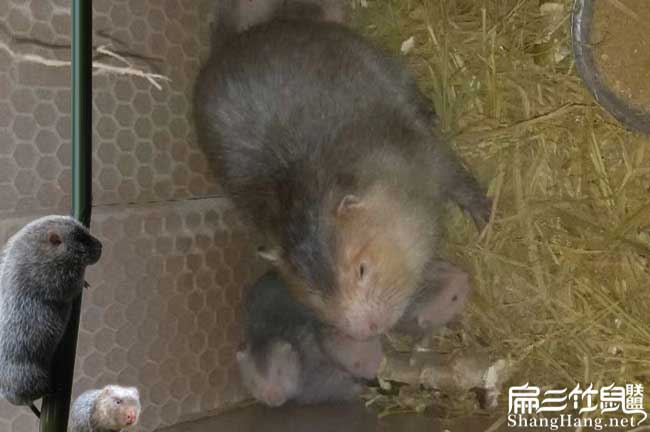 江門(mén)竹鼠