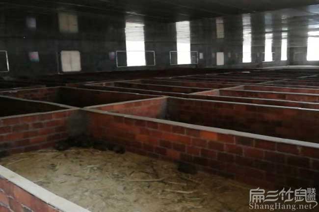 大安竹鼠養殖