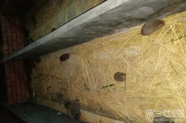 大型竹鼠養殖場(chǎng)