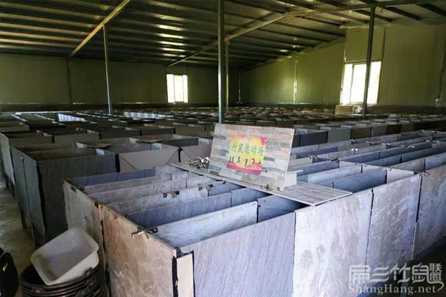 竹鼠賣(mài)到哪里去