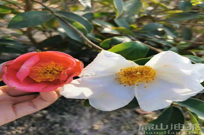 廣東紅花油茶苗