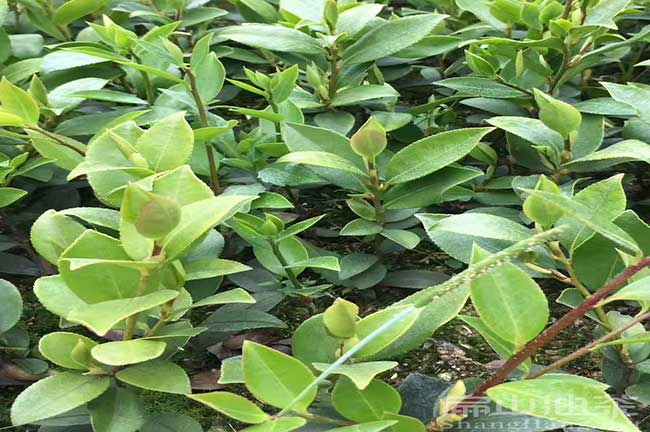 茶籽樹(shù)種植