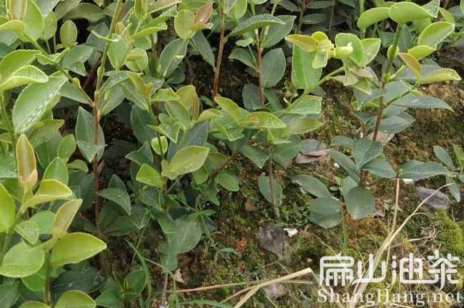 三明茶樹(shù)苗