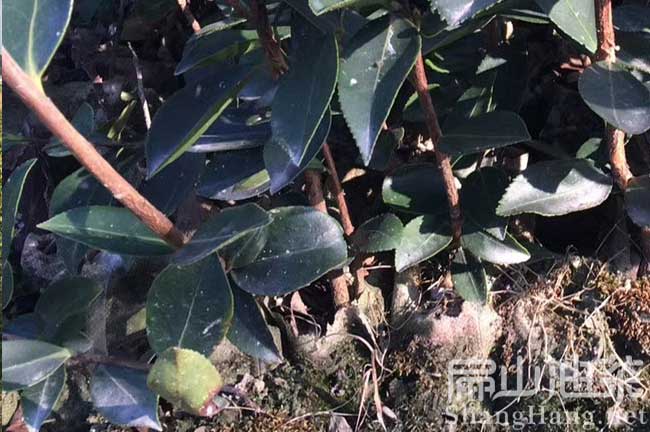 茶籽樹(shù)種植管理