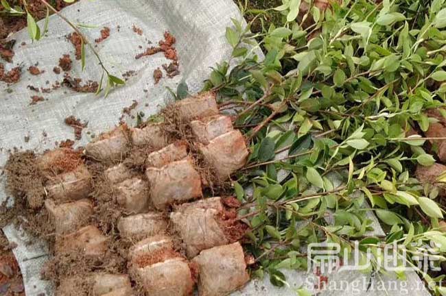 廈門(mén)杯苗批發(fā)