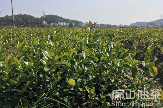 茶籽樹(shù)種植