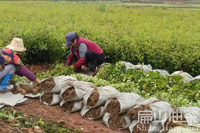 寧德高產(chǎn)油茶苗
