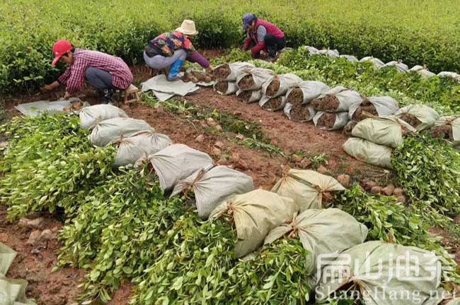 江西長(cháng)林油茶苗