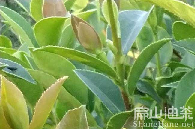 景德鎮嫁接油茶苗