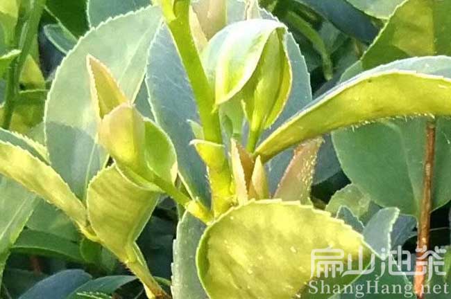 南平茶樹(shù)苗