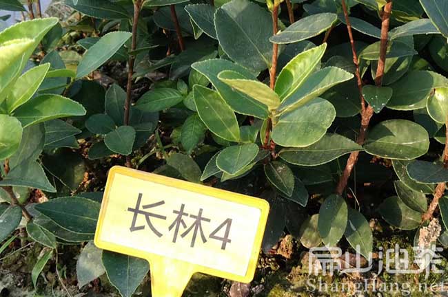萍鄉長(cháng)林油茶苗