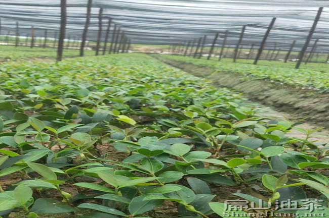 茶籽樹(shù)育苗