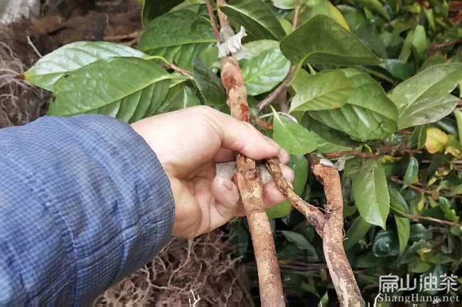 漳平大果油茶苗批發(fā)