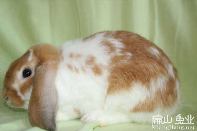 廣東花竹鼠養殖