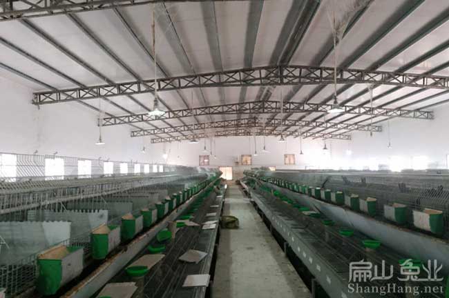梅縣野兔養殖