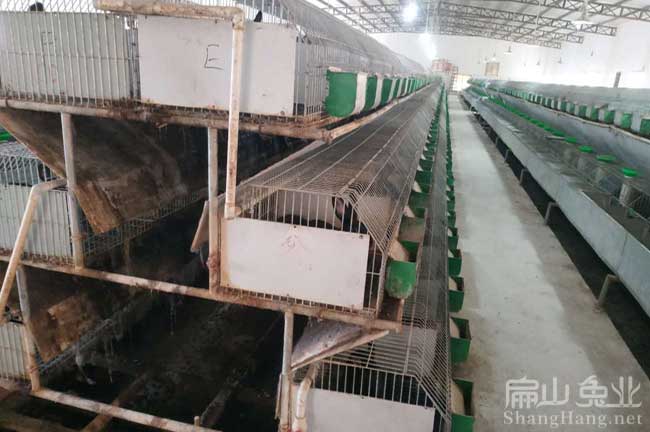 漳州烏兔養殖場(chǎng)