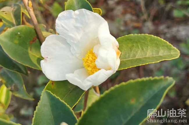江西長(cháng)林白花油茶苗