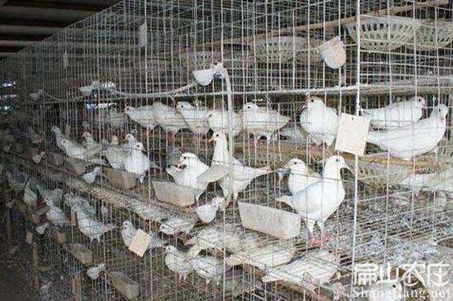 龍巖鴿子養殖