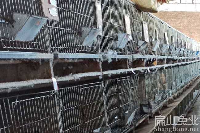 福建廈門(mén)比利時(shí)兔養殖