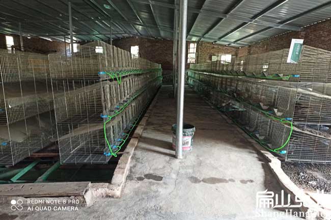 龍巖標準種兔 