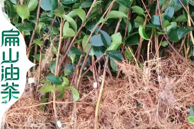 福建長(cháng)林油茶苗