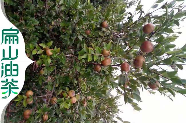 白花油茶樹(shù)苗