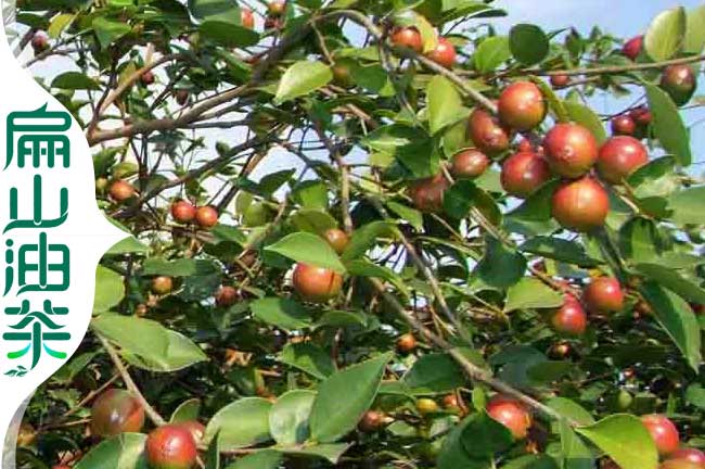白花油茶樹(shù)