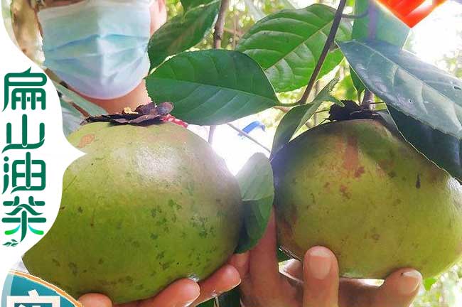 大果油茶樹(shù)